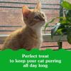 imageGreenies Feline Smartbites Healthy Kitten Treats Crunchy and Soft Natural Cat Treats Chicken Flavor 16 oz Tub1 Pound Pack of 1