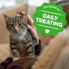 imageGreenies Feline Smartbites Healthy Kitten Treats Crunchy and Soft Natural Cat Treats Chicken Flavor 16 oz Tub1 Pound Pack of 1