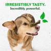 imageGreenies Large Natural Dental Care Dog Treats Blueberry Flavor 12 oz Pouch 8 TreatsGingerbread