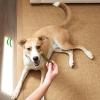 imageGreenies Puppy Petite Size Natural Dental Dog Treats 12 oz Pouch 20 TreatsOriginal