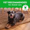 imageGreenies Gingerbread Flavor Regular Size VeterinarianRecommended for Dental Care Dog Treat Chews Great Holiday Dog Stocking Stuffers Limited Edition 6 oz Pouch 6 Treats