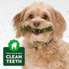 image:imageGreenies Occupy Twists Natural Dog Treats Regular Breed Size Chicken Flavor 172 oz Pack 12 CountChicken